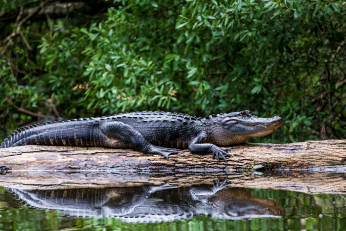 Everglades, Florida.