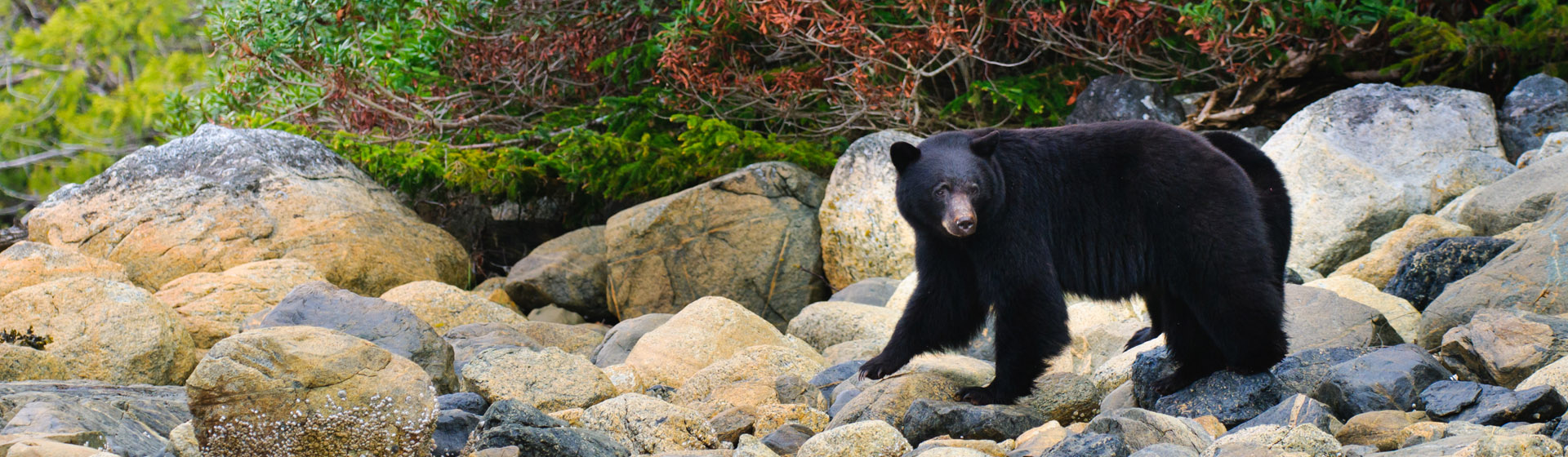 Svartbjörn, Tofino, British Columbia.