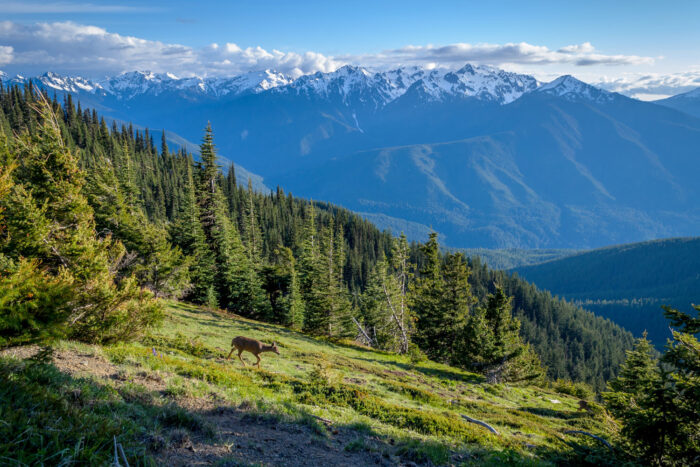 Olympic National Park Washington.
